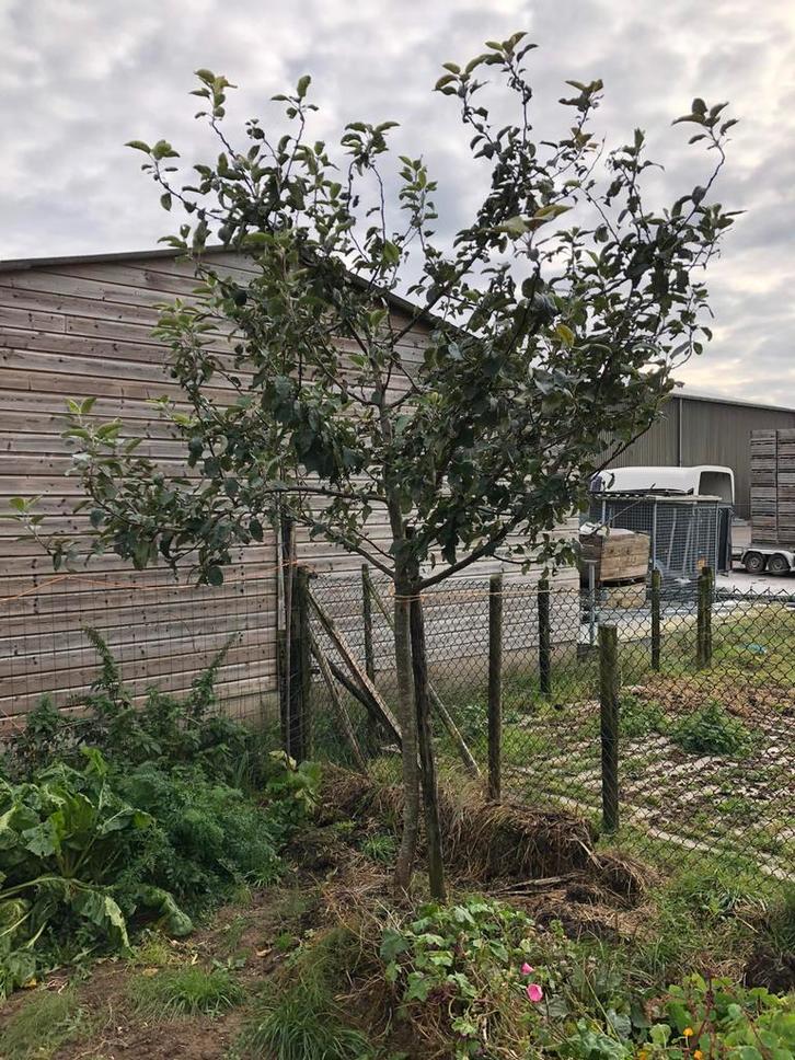 Appelboom, hoogstam, Karmijn de Sonnaville, fruitboom, Tuin en Terras, Planten | Bomen, Overige soorten, Volle zon, Lente, Ophalen