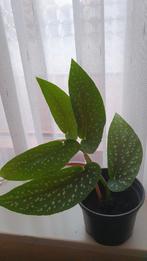 Begonia plant, Huis en Inrichting, Kamerplanten, Ophalen, Halfschaduw, Minder dan 100 cm