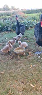 Zwarte zwanen kuiken, Dieren en Toebehoren, Pluimvee, Geslacht onbekend, Gans of Zwaan