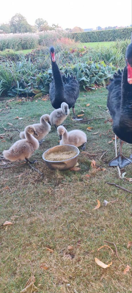 Zwarte zwanen kuiken, Dieren en Toebehoren, Pluimvee, Gans of Zwaan, Geslacht onbekend