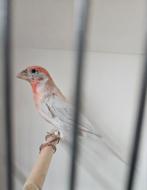 Mexicaanse roodmus opaal man split poppen geringd, Dieren en Toebehoren, Vogels | Overige Vogels, Mannelijk, Tropenvogel, Geringd