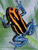 Gezocht:  Ranitomeya Amazonica, Dieren en Toebehoren, Reptielen en Amfibieën, Amfibie, 0 tot 2 jaar