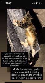 Kat vermist omegving venlo, Dieren en Toebehoren, Vermiste en Gevonden Dieren, Kat