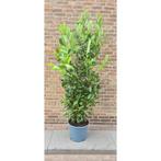 Laurier, Ophalen of Verzenden, Laurier, 100 tot 250 cm