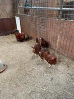 Orpington groot ras, 2025, rood, leghennen., Dieren en Toebehoren, Pluimvee, Meerdere dieren, Kip