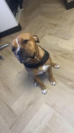 Super lieve pitbull x stafford te koop (1 jaar & 7 maanden), Dieren en Toebehoren, Honden | Jack Russells en Terriërs, België