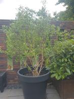 Prachtige olijfboom in pot - blikvanger voor je tuin, Ophalen of Verzenden, 100 tot 250 cm, Olijfboom, Volle zon