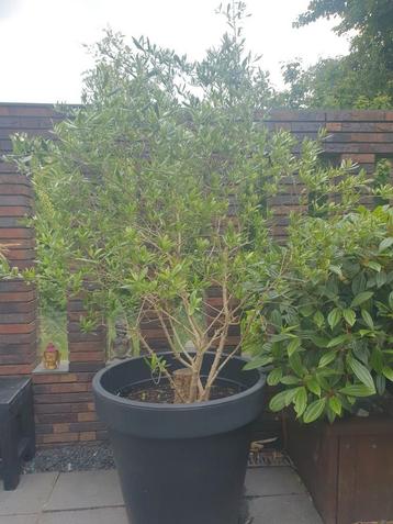 Prachtige olijfboom in pot - blikvanger voor je tuin beschikbaar voor biedingen
