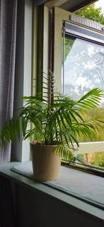 Mexicaanse dwergpalm, Ophalen of Verzenden