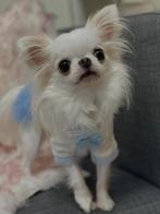 Chihuahua Fci, Dieren en Toebehoren, Honden | Chihuahua's en Gezelschapshonden, Rabiës (hondsdolheid), 15 weken tot 1 jaar, Meerdere