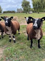 Jonge Bonte schapen bokken, Dieren en Toebehoren, Schapen, Geiten en Varkens, Mannelijk, Schaap