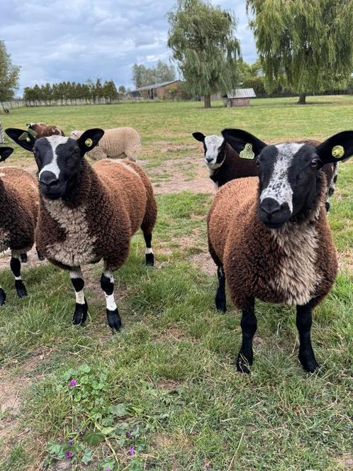 Jonge Bonte schapen bokken, Dieren en Toebehoren, Schapen, Geiten en Varkens, Schaap, Mannelijk