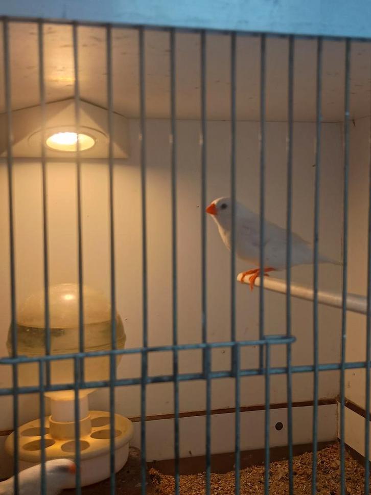 Zebravinken, Dieren en Toebehoren, Vogels | Overige Vogels, Meerdere dieren