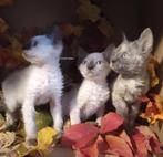 Sphynx 2.0 kittens, Meerdere dieren, Ontwormd, 0 tot 2 jaar
