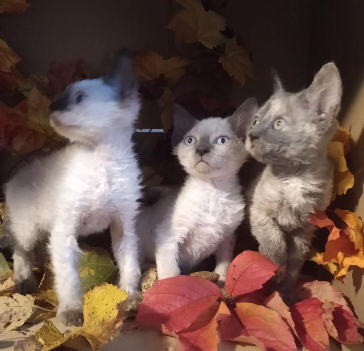 Sphynx 2.0 kittens. **Nog maar 1 beschikbaar**, Dieren en Toebehoren, Katten en Kittens | Raskatten | Korthaar, Meerdere dieren