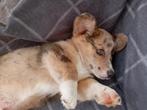 Pupje reu kruising Corgi Pembroke Cardigan, Dieren en Toebehoren, Reu, CDV (hondenziekte), 8 tot 15 weken, Eén hond