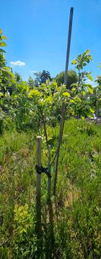 Appel bomen, Tuin en Terras, Planten | Bomen, Ophalen, Volle zon, Overige soorten