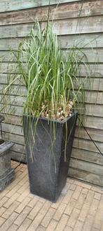 2 Hele grote Plantenbakken 90cm met cortaderia pluimen, Tuin en Terras, Bloembakken en Plantenbakken, Ophalen, Zo goed als nieuw