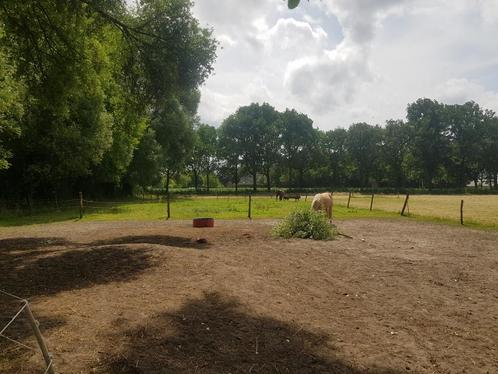 Weidegang aangeboden, 24/7 buiten met inloopstal, Dieren en Toebehoren, Stalling en Weidegang, Weidegang, 1 paard of pony