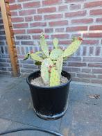 Cactus Opuntia, Ophalen, Zomer, Volle zon