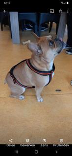 Honden tuig. Maat S, M, L, Dieren en Toebehoren, Ophalen of Verzenden, Nieuw