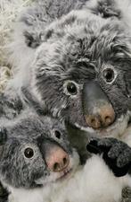 Koala's met certificaat, Verzamelen, Poppen, Verzenden, Zo goed als nieuw, Pop, Levensecht of Reborn