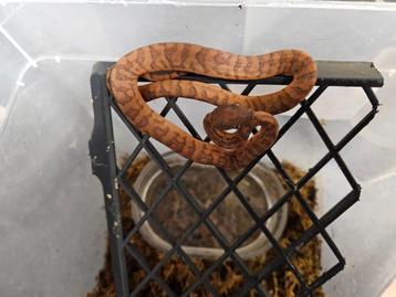 Chilabothrus Inornatus Puerto Ricaan regenboog boa beschikbaar voor biedingen