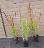 Japans Bloedgras Siergras Imperata cylindrica Red Baron, Ophalen, Liguster
