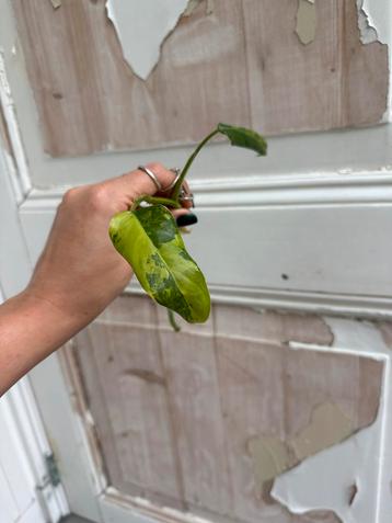 Philodendron Domesticum Stekjes - Variegata beschikbaar voor biedingen