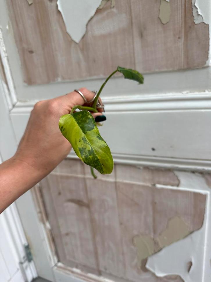 Philodendron Domesticum Stekjes - Variegata, Huis en Inrichting, Kamerplanten, Ophalen of Verzenden