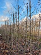 Zweedse lijsterbes sorbus, Tuin en Terras, Planten | Bomen, Lente, 250 tot 400 cm, Ophalen of Verzenden