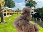 Prachtige Mauve Koekoek USA zijdehoen, Dieren en Toebehoren, Pluimvee, Meerdere dieren, Kip