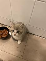 Kittens