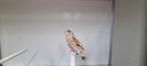 Chinese groenling pop bruin, Vrouwelijk, Tropenvogel, Geringd