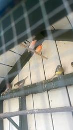 Harlekijn man ruilen voor harlekijn pop, Dieren en Toebehoren, Mannelijk, Tropenvogel