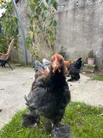 Brahma hanen, Dieren en Toebehoren, Mannelijk, Kip