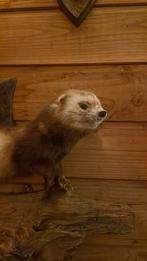 Opgezette dieren taxidermie mancave, Verzamelen, Ophalen of Verzenden, Zo goed als nieuw, Wild dier, Opgezet dier