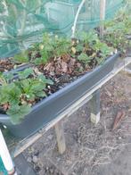 Aardbeienstelling met 10x ELRO plantenbak, Tuin en Terras, Bloembakken en Plantenbakken, Ophalen, Zo goed als nieuw, Kunststof