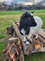 Te koop dwerggeit, Dieren en Toebehoren, Vrouwelijk, Geit