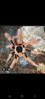 Vogelspin megaphobema robustum, Dieren en Toebehoren