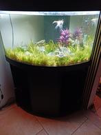 Juwel aquarium Trigon 190, Dieren en Toebehoren, Vissen | Aquaria en Toebehoren, Ophalen, Zo goed als nieuw, Gevuld zoetwateraquarium