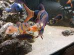 Clown botia,s, Dieren en Toebehoren, Vissen | Aquariumvissen, Vis