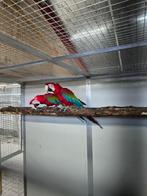 Diverse papegaaien parkieten en loris bij Animal trade, Dieren en Toebehoren, Vogels | Parkieten en Papegaaien, Meerdere dieren