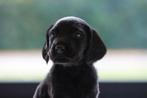Labrador kruising Cockapoo pups, Dieren en Toebehoren, 8 tot 15 weken, Labrador retriever, CDV (hondenziekte), Meerdere