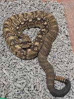 2.0 crotalus ornatus cb24 sacremento, Slang, 0 tot 2 jaar