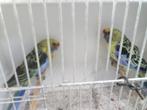 strogele rosella s, Dieren en Toebehoren, Vogels | Parkieten en Papegaaien, Meerdere dieren, Parkiet