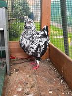 Diverse king duiven kingduiven, Dieren en Toebehoren, Vogels | Duiven, Meerdere dieren, Overige soorten