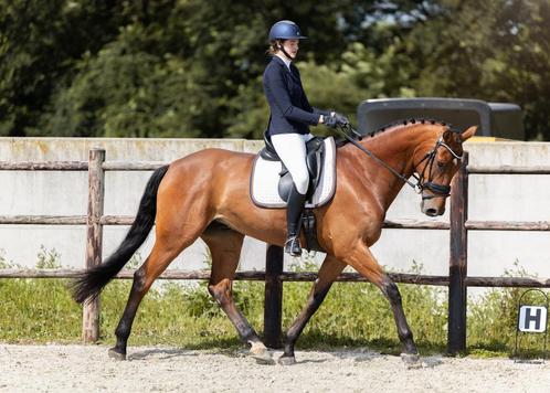 Instructie aangeboden, Dieren en Toebehoren, Paarden en Pony's | Overige Paardenspullen, Ophalen of Verzenden