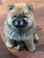 Chow chow pup, Dieren en Toebehoren, Honden | Poolhonden, Keeshonden en Oertypen, Reu, 8 tot 15 weken, Poolhond, Eén hond