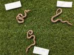 Rosy Boa 100% Het Limburg Albino, Dieren en Toebehoren, Reptielen en Amfibieën, Slang, Tam, 0 tot 2 jaar